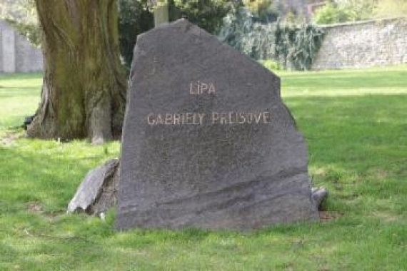 Lípa Gabriely Preissové v Kutné Hoře 